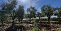 TERRENO AGRICOLO ALTAMURA CONTRADA LA ROSSA 