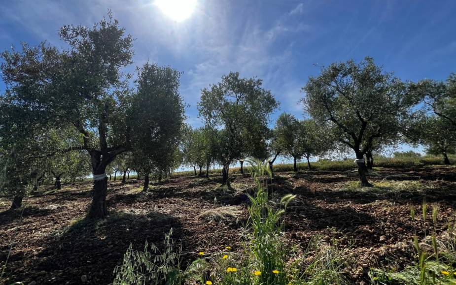 TERRENO AGRICOLO  ALTAMURA