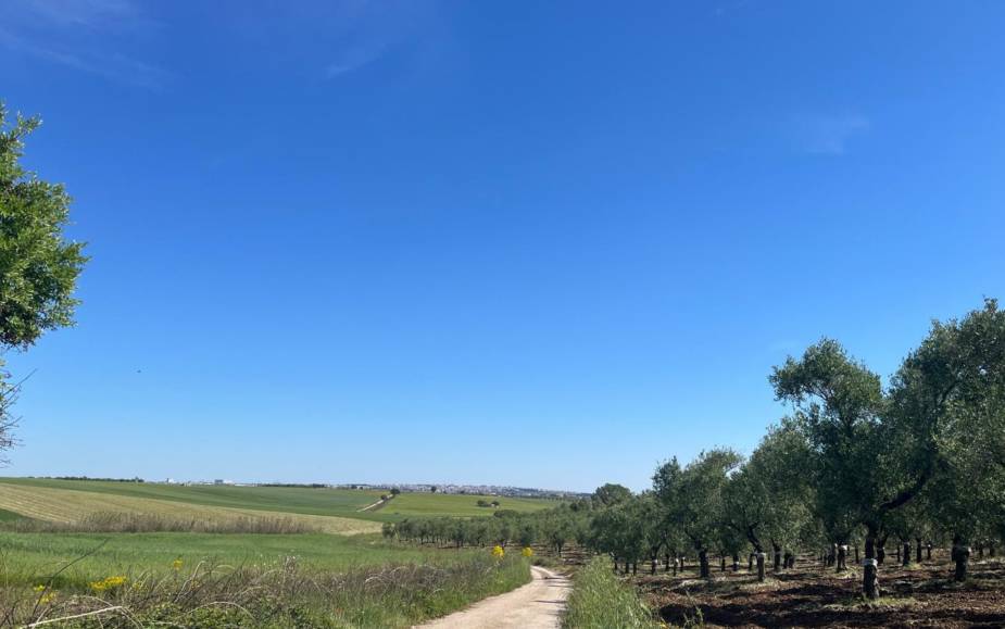 TERRENO AGRICOLO  ALTAMURA