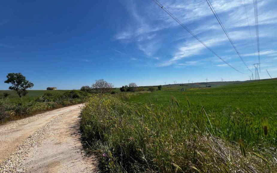 TERRENO AGRICOLO  ALTAMURA